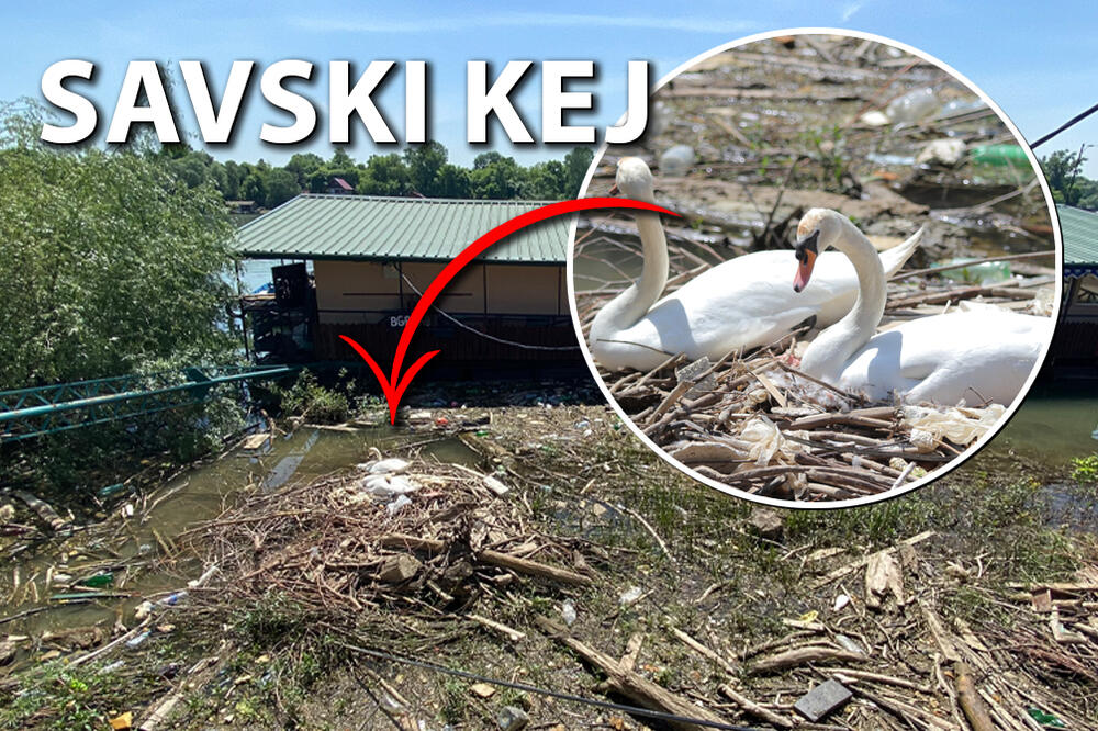 BILI SMO NA KEJU GDE SE U SMEĆU GNEZDE LABUDOVI: 1 STVAR im nikako NE SMETE uraditi, ornitolog SVE OTKRIO! (FOTO)