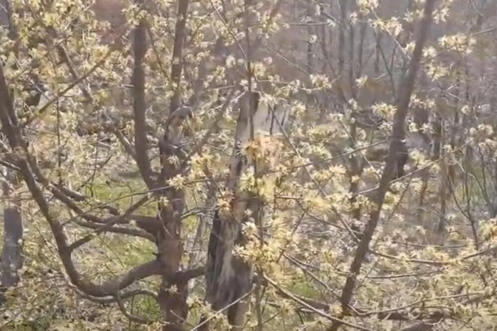 1 BILJKU IZBEGAVATE DA JEDETE, A NE ZNATE DA JE PUNA VITAMINA: Izbacuje VIŠAK VODE IZ ORGANIZMA, nema ništa BOLJE