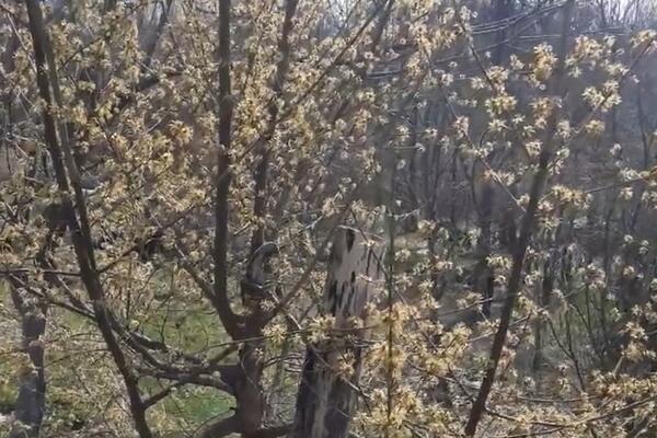 Najzdravija voćka na svetu raste u Srbiji, a mi je retko jedemo: Čisti organizam od otrova i jača srce