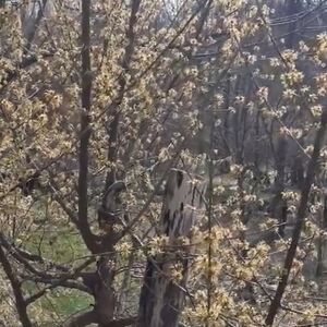 Najzdravija voćka na svetu raste u Srbiji, a mi je retko jedemo: Čisti organizam od otrova i jača srce