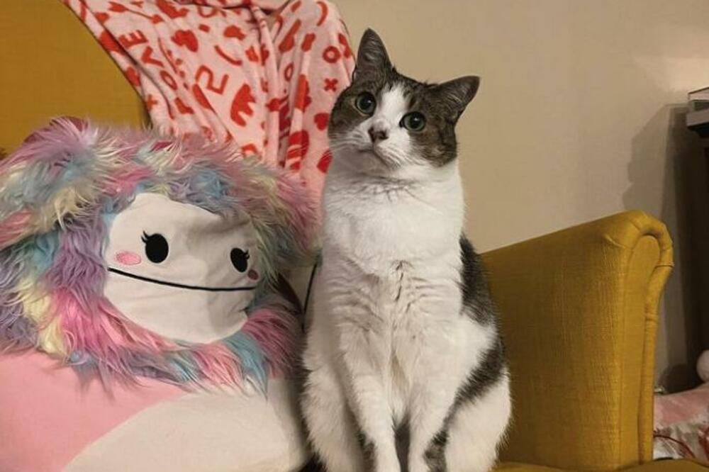 BUBICA SLATKA, KAO MALO DETE: Jedna maca je postala APSOLUTNI HIT - RASTOPIĆETE SE! (VIDEO)