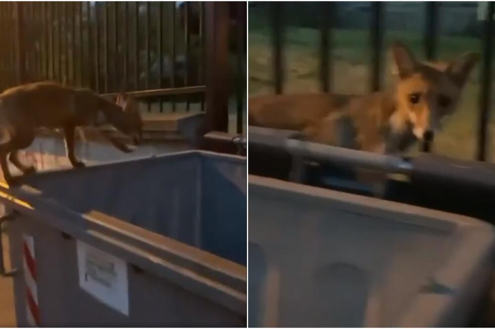 LISICA USNIMLJENA USRED BEOGRADA, KOPALA PO KONTEJNERU PORED GIMNAZIJE: Obavila posao, pa LAGANO ODŠETALA! (VIDEO)