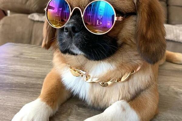 MALI SLATKI HEDONISTA: Nećete verovati po čemu je ovaj mali PEKINEZER jednostavno poseban! (VIDEO)