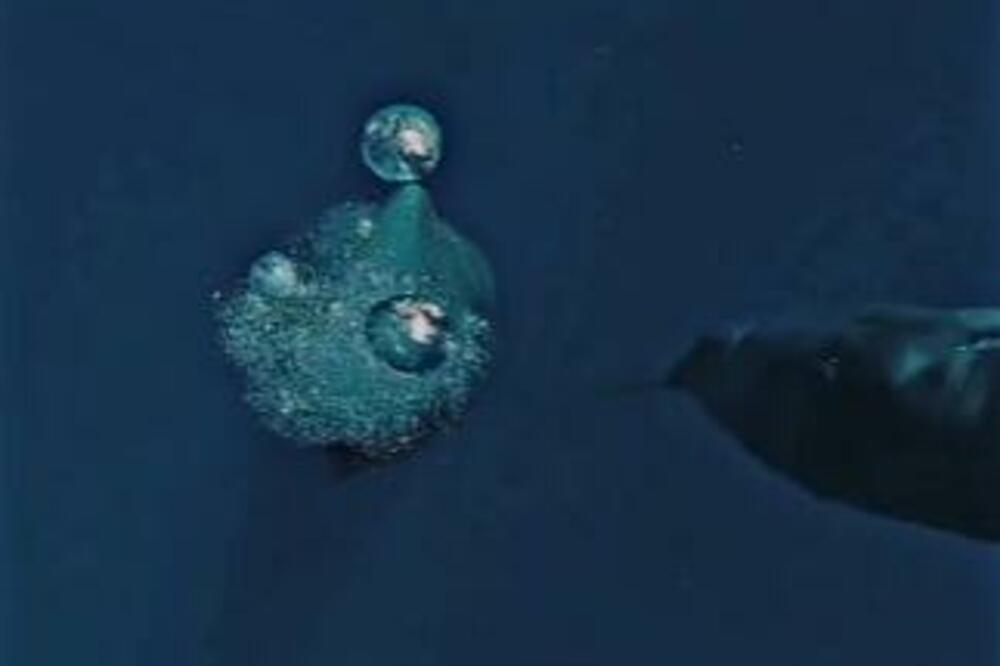 DA LI STE ZNALI KAKO ONI SPAVAJU? Najveći SISARI na svetu ponovo FASCINIRALI naučnike!