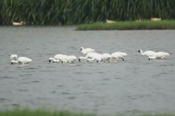 PRIMEĆENO 14 ČAPLJI Močvare Hainana sve bolje! (VIDEO)