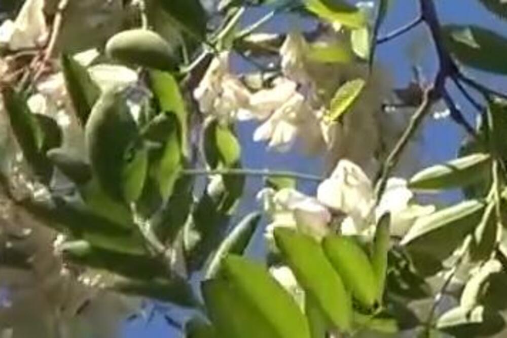 CVET OD 1 DRVETA POMAŽE KOD ISKAŠLJAVANJA: U sebi sadrži VITAMIN C i GVOŽĐE, preporodićete se