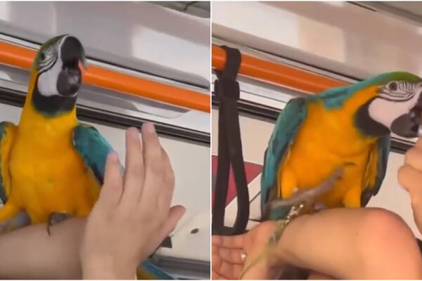 PAPAGAJ NA PREDNJEM SEDIŠTU ODUŠEVIO BEOGRAĐANE: Prelepa ara uživa u vožnji i ne namerava da ZBRIŠE (VIDEO)