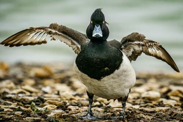 U TOKU JE UBIJANJE PATAKA U MAĐARSKOJ: Njih 93.000 će IZGUBITI ŽIVOT, UŽAS!