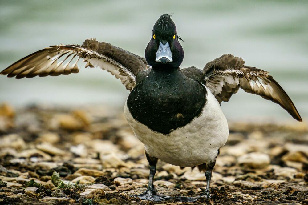 U TOKU JE UBIJANJE PATAKA U MAĐARSKOJ: Njih 93.000 će IZGUBITI ŽIVOT, UŽAS!
