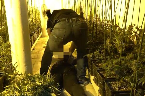 KRIMINALNA GRUPA DILERA "PALA" U NIŠU: Policija im pronašla 28 kilograma DROGE!