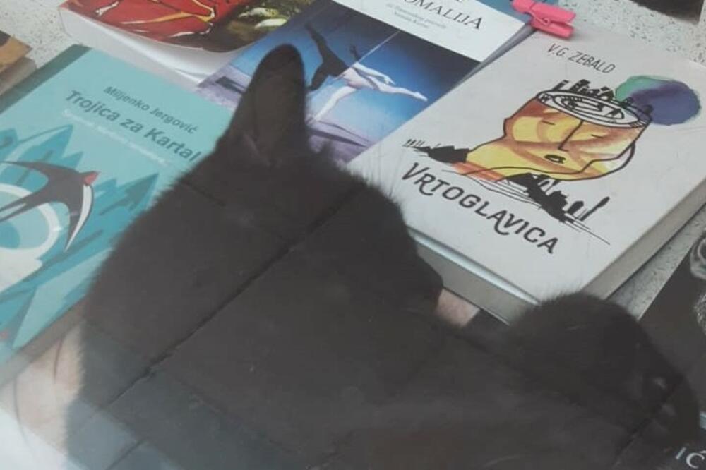 MACA I "VRTOGLAVICA"! Vrućina je ISCRPELA pa se naslonila na IZLOG i ZADREMALA, pogledajte taj PRIZOR! (FOTO)