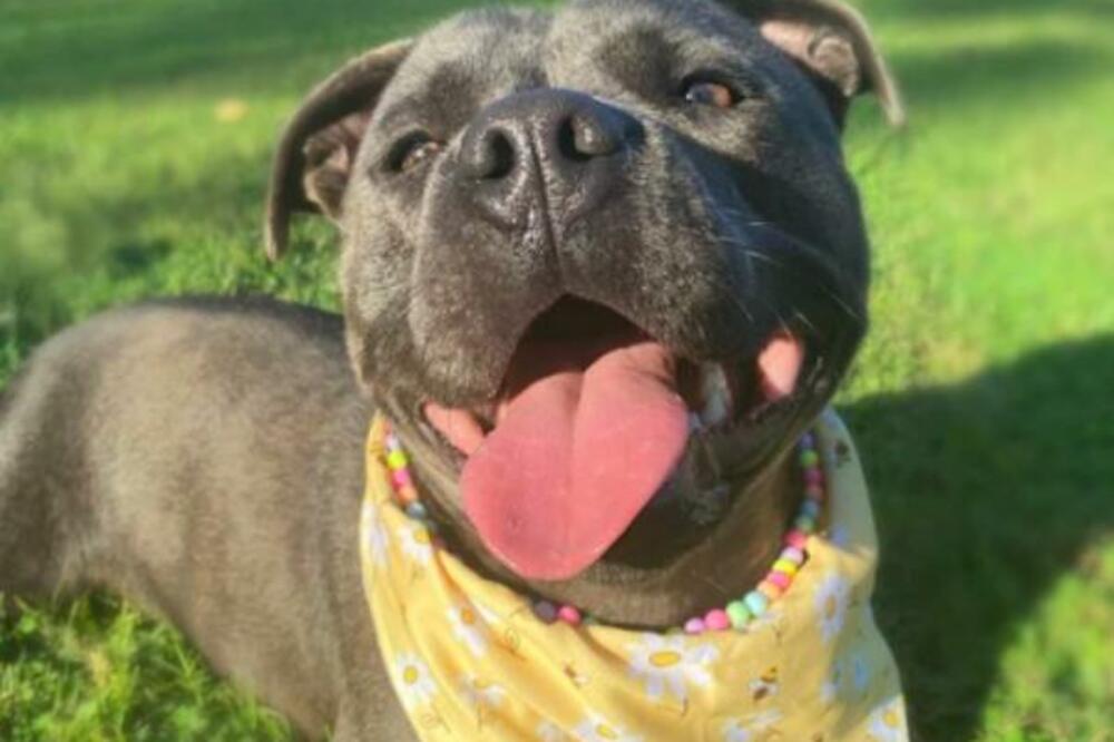 OVI PSI SMIRUJU STRES I DELUJU KAO ANTIDEPRESIV NA LJUDE: Vole svog VLASNIKA više od sebe i UMIRUJU GA