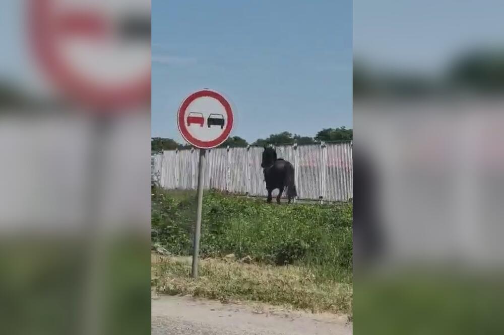 NEOBIČNA SCENA NA OBILAZNICI OKO ČAČKA: Crni konj GALOPIRAO sredinom MAGISTRALE, nastao OPŠTI HAOS! (VIDEO)