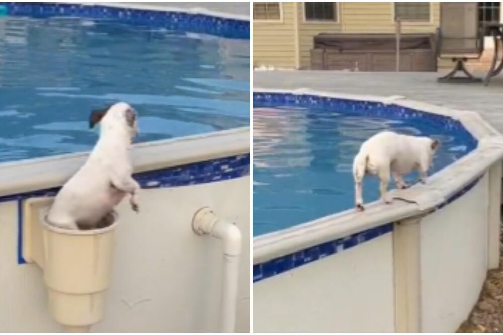 JEDAN OD NAJBOLJIH TIK TOKOVA KOJE ĆETE IKADA VIDETI: Pogledajte ovu PAMETNU NJUŠKU šta radi, KUPAČICA! VIDEO