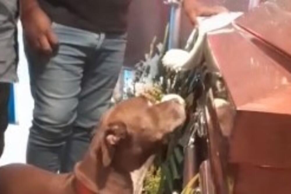 PAS DOŠAO NA SAHRANU SVOJE VLASNICE, PA SVE DIRNUO 1 PRIZOROM: Srce će vam se CEPATI kada VIDITE (VIDEO)