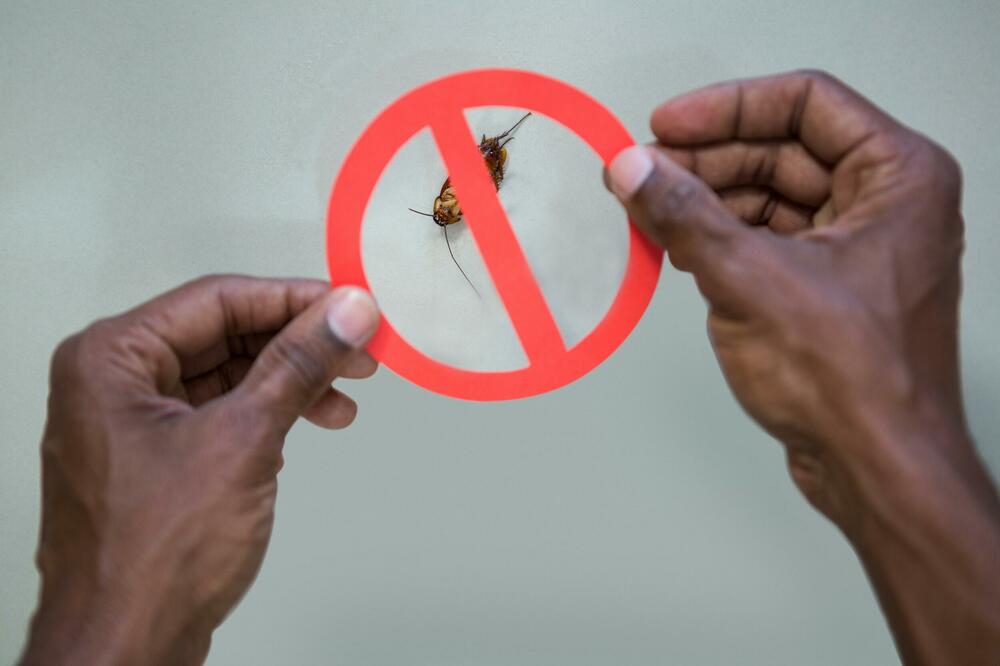 OVI INSEKTI SU NOĆNA MORA SVIH SRBA: Nose BOLESTI, a evo kako da IH SE REŠITE PČAS POSLA!