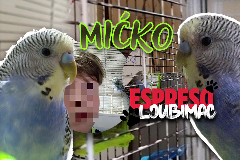 "KUPANJE MI JE POSEBAN GUŠT": Papagaj MIĆKO je NAJNOVIJI miljenik svoje PORODICE, a DANAS će postati i VAŠ!