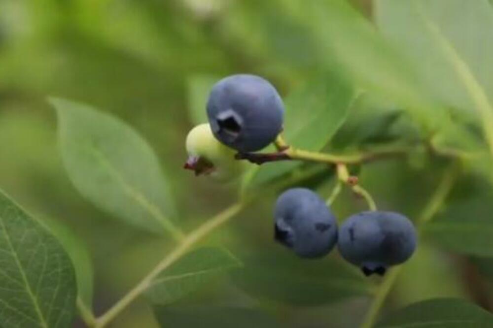 BERBA BOROVNICE U ANHUIJU: Proizvešće 21 hiljadu tona vrednih oko 15 miliona dolara (VIDEO)