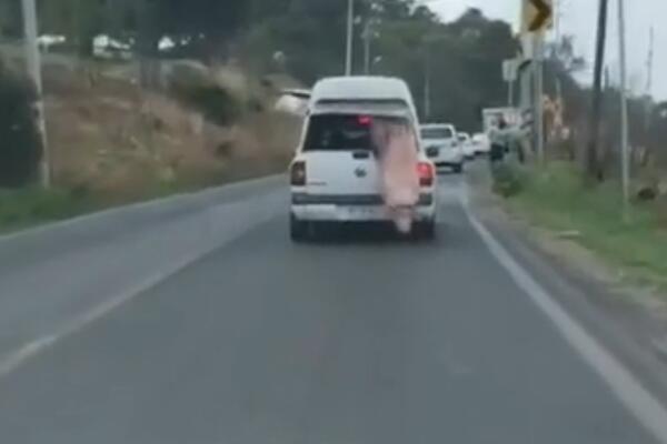 EVO KAKO IZGLEDA KAD VAM KRMAČA ISKOČI IZ GEPEKA: I FRIŽIDER je za ovo MALA MACA (VIDEO)