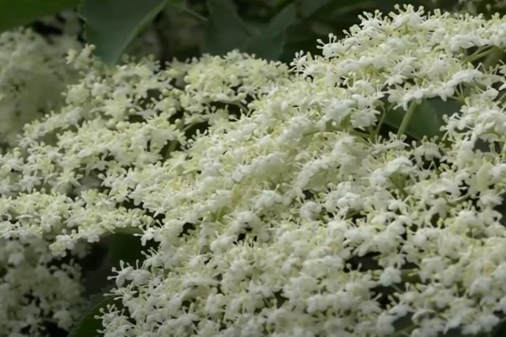 STARINSKI SRPSKI RECEPT ZA SOK OD ZOVE: Nekada su ga SVE DOMAĆICE spremale, a danas je ZABORAVLJEN