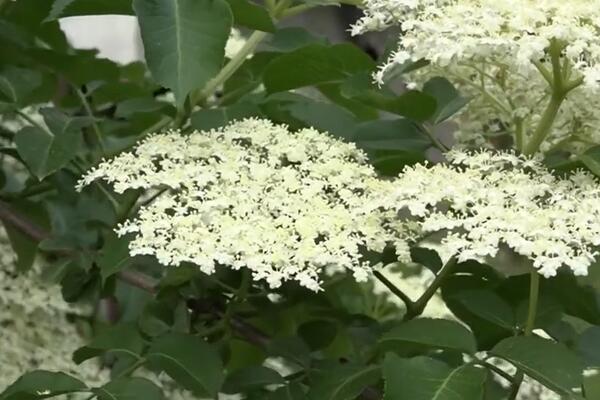 HIPOKRAT JU JE ZVAO KOVČEGOM ZDRAVLJA: Zova je biljka koju SRBI OBOŽAVAJU, evo kako se NAJBOLJE pravi sok