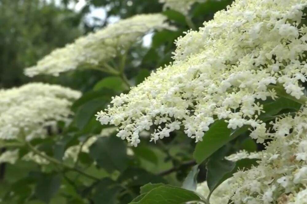 SOK OD ZOVE SVI OBOŽAVATE, ALI KOLAČ OBAVEZNO MORATE DA PROBATE: Ova GLAZURA će vas OBORITI SA NOGU (RECEPT)