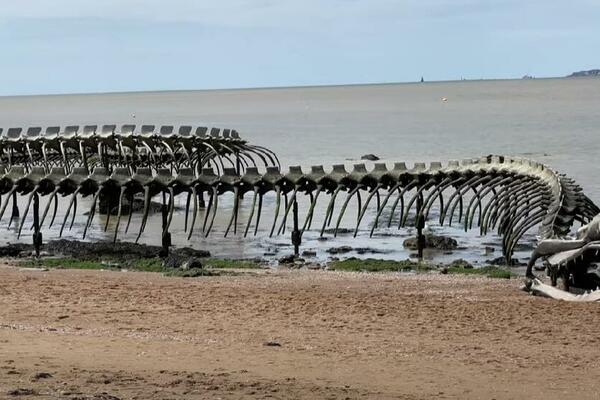 DIVOVSKI KOSTUR ZMIJE OD 130 METARA NA FRANCUSKOJ OBALI: Izgleda NESTVARNO, a iza svega se krije VAŽNA PORUKA!