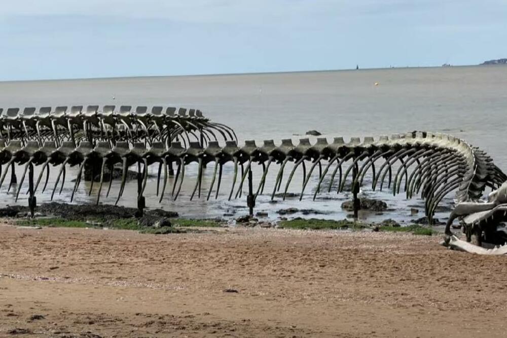 DIVOVSKI KOSTUR ZMIJE OD 130 METARA NA FRANCUSKOJ OBALI: Izgleda NESTVARNO, a iza svega se krije VAŽNA PORUKA!