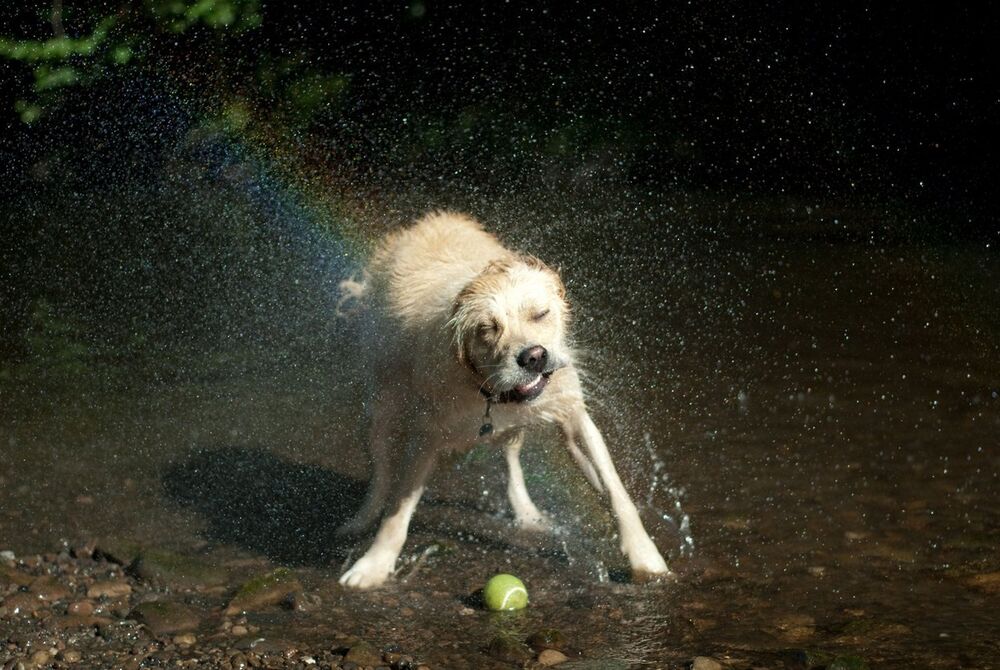 Kako kaže Arce, kada ljubimac reži u snu morate biti veoma oprezni oko njegovih usta