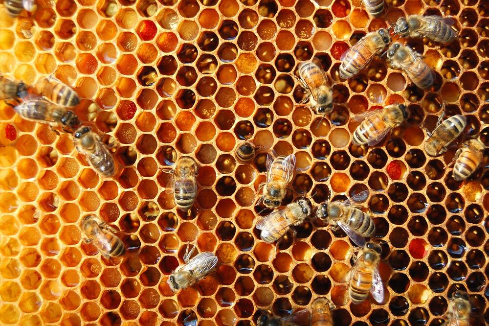 ČUDO O KOME JE SVET BRUJAO: Pobožni pčelar POSTAVIO IKONE U KOŠNICE, kada ih je otvorio ostao je ZAPANJEN (FOTO)