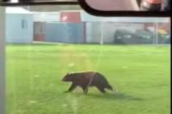 "MISLIM DA JE MEDVED U DVORIŠTU": Divlja životinja prvo posetila srednju školu, pa se onda zaustavila OVDE! (VIDEO)