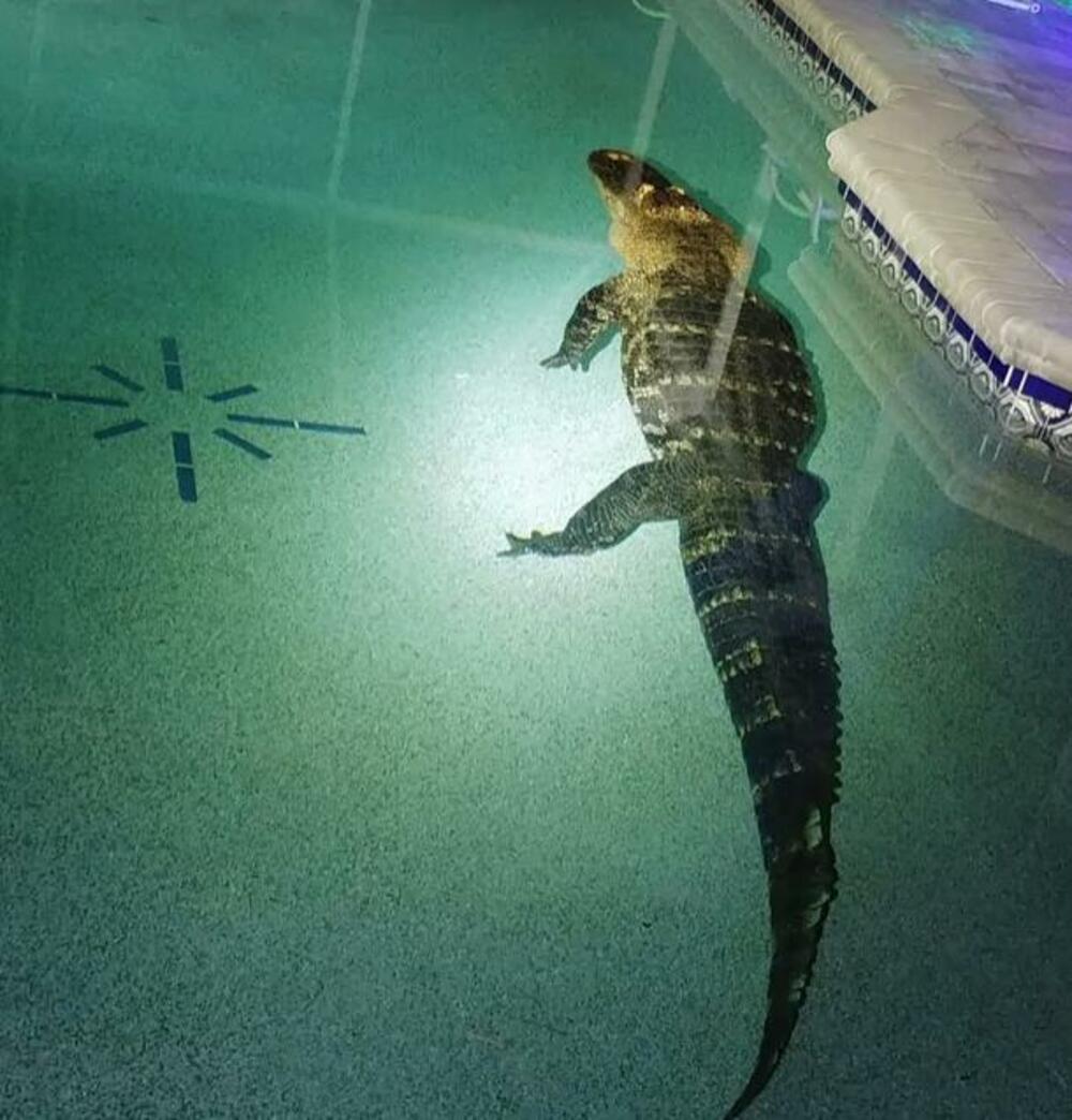 Aligator