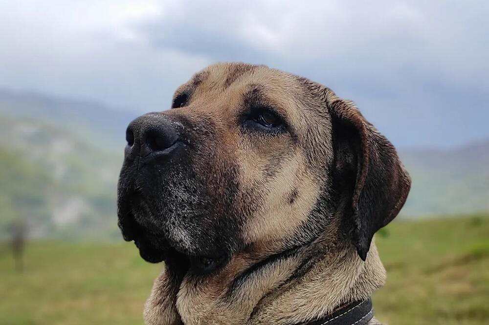 TRENER PASA OTKRIO KOJE RASE SU NAJOPASNIJE: NIKAKO nisu dobri za porodicu, AGRESIVNI su i VOLE da GRIZU