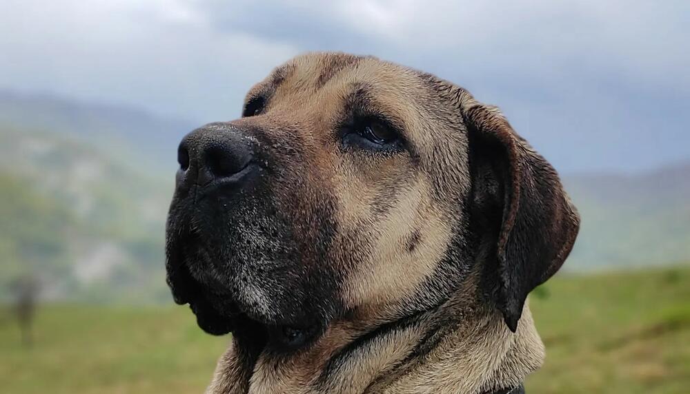 Ilda, Pas, Espreso ljubimac