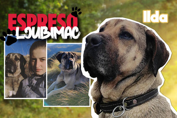 MOJA VELIČINA VARA, JA SAM NEŽNA PAHULJICA: Ilda je LEPOTICA sa planinskih PROPLANAKA koju ćete OBOŽAVATI!