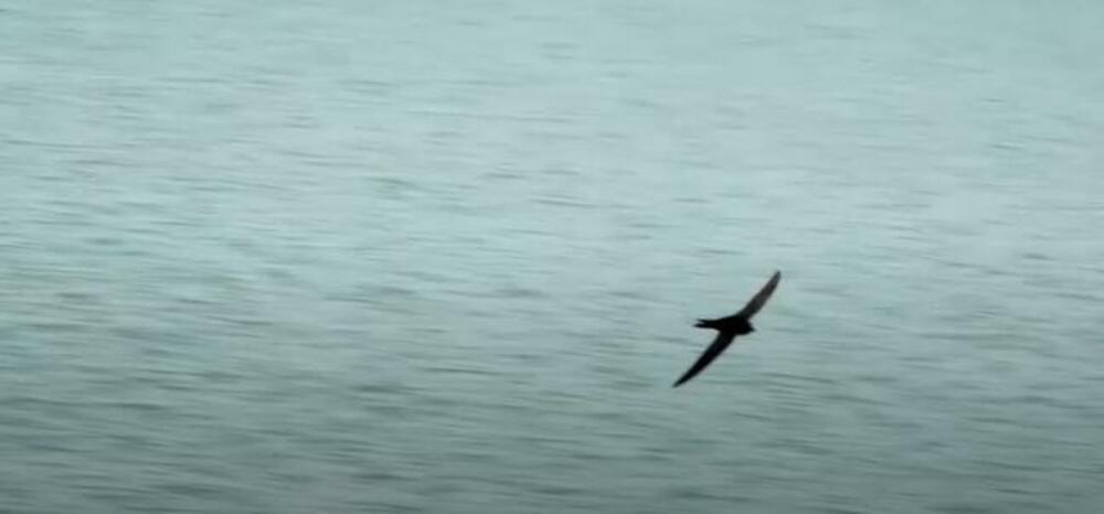 Kina, Ptica, Crna čiopa