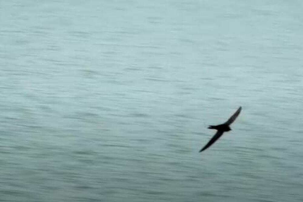 PEKINŠKE CRNE ČIOPE PONOVO U PEKINGU: Jedina ptica koja je dobila po kineskoj prestonici VIDEO