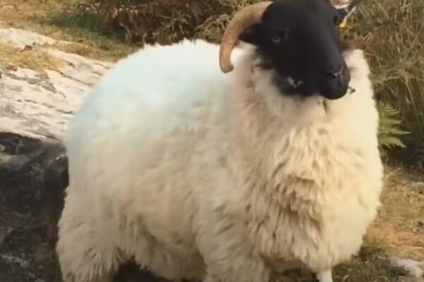 OSUĐEN OVAN UBICA: Ide u zatvor na 3 GODINE!