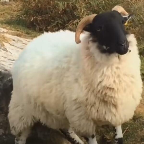 OSUĐEN OVAN UBICA: Ide u zatvor na 3 GODINE!