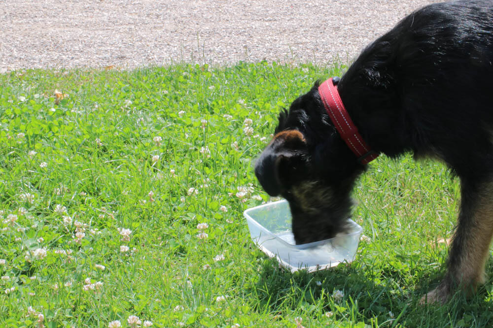 AKO ZAVIJA, BIĆE SMRT U KUĆI, A KAD BEŽI NAPOLJE, PARTNERI IMAJU LJUBAVNIKE! Ovo je 5 narodnih verovanja o PSIMA