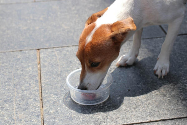AKO STE SANJALI DA ZAVIJA, ODMAH POSETITE LEKARA! Ovo su narodna verovanja vezana za snove o PSIMA!