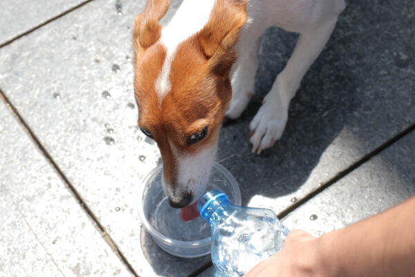 EVO KAKO DA ZNATE DA LI JE VAŠEM PSU ILI MAČKI PRETOPLO: Ovu su JASNI ZNACI koje ne smete da IGNORIŠETE! (FOTO)