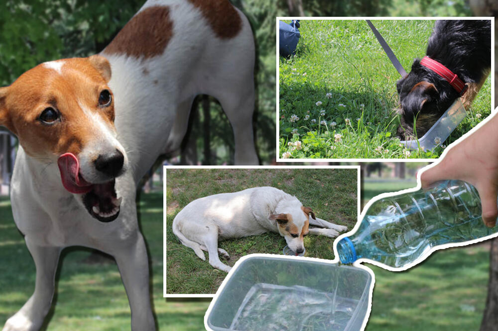 ŽEDNE KUJICE SU NAM BILE NEIZMERNO ZAHVALNE! Uradili smo ono što SVAKO treba da UČINI u TOPLIM DANIMA! (FOTO)