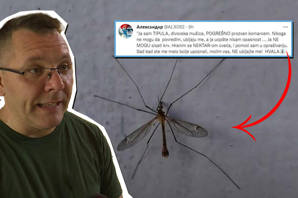 "GREŠITE SVI, JA SAM TIPULA, NE KOMARAC"! Da li je dugonogi insekt OPASAN? Ovari nam je rekao ISTINU (FOTO)
