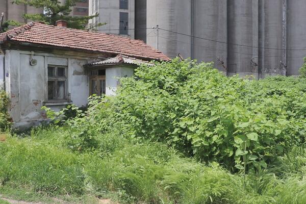 ČAČANI U PANICI ZBOG ZMIJA: Zvali su ŠAPTAČA koji im je otkrio da je LEGLO u PODRUMU napuštene KUĆE! Jezivo! (FOTO)