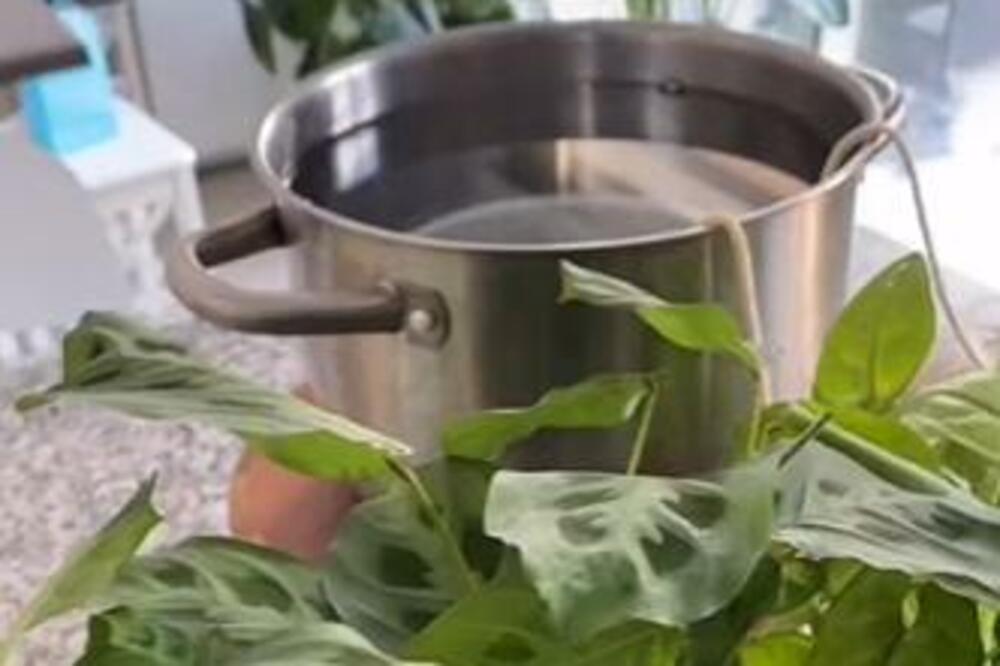 KAKO DA SPASITE BILJKE I TOKOM ODMORA: Tiktokerka OTKRILA genijalan trik za ZALIVANJE!