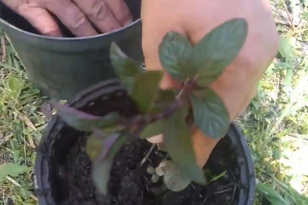 ZOVU JE I "LEK ZA SVE", SVAKI SRBIN JE IMA U SVOJOJ KUĆI: A niko ne zna njena BLAGOTVORNA DEJSTVA, SPAS za TELO