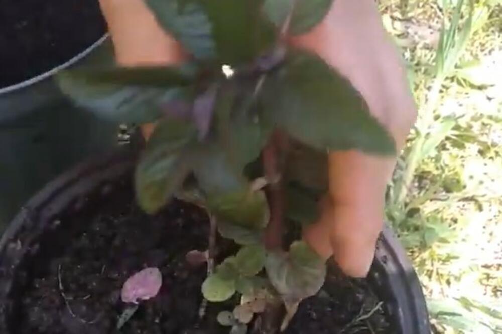 POZNATA JE KAO ZAČINSKA BILJKA, SVAKI SRBIN JE REDOVNO KONZUMIRA: A MALO KO ZNA da nema ništa BOLJE ZA KAŠALJ