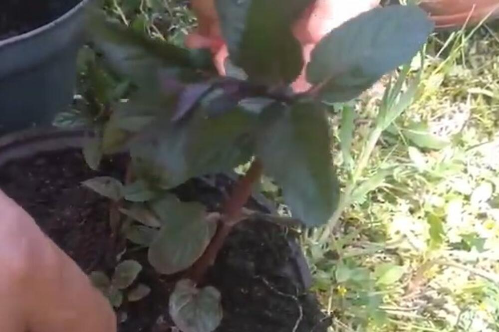 VODA OD 1 BILJKE JE SPAS ZA DEHIDRATACIJU: Svaki SRBIN je ima kod kuće, ali za TO RETKO KO ZNA