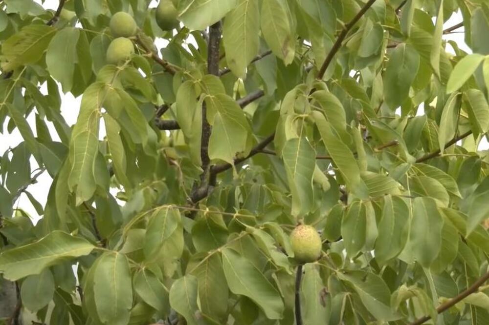 AKO OVU BILJKU DOBIJETE NA POKLON, ODMAH JE BACITE: Hrišćani su verovali da TERA SREĆU iz kuće i UNOSI MALER